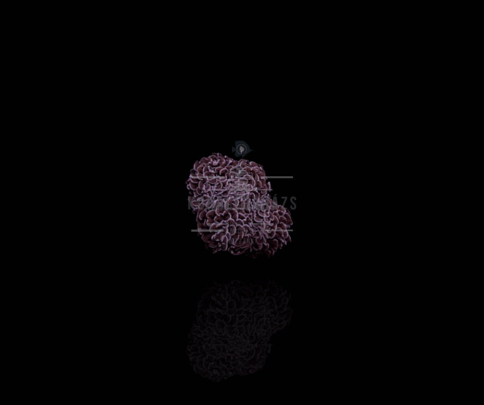 Euphyllia Ancora (Common)